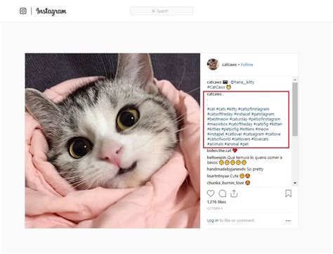 Cat Hashtags (to copy and paste) on Instagram to make your cat famous already