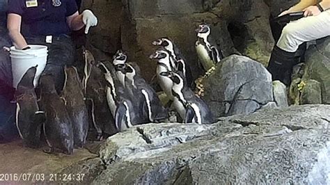 penguins at the kansas city zoo - YouTube