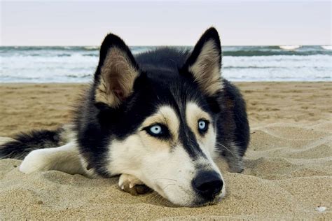 Husky Eye Colors Guide With Pictures – Can Husky Eyes Change Color?