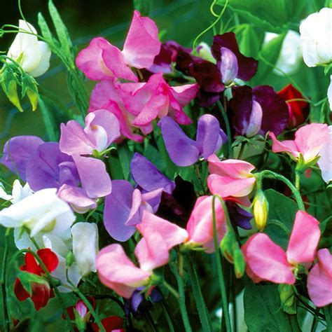 Sweet Pea, Early Flowering Mixed Colors Annual Flower Seeds – Ferry-Morse