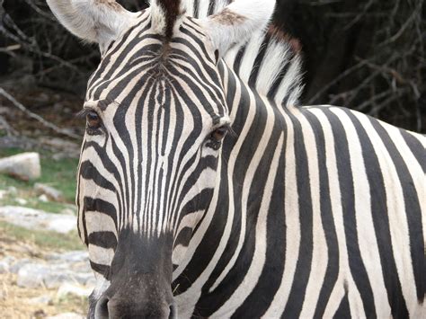 File:Zebra 2.jpg - Wikimedia Commons
