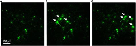 Two-photon imaging of spontaneous neuronal activity Two-photon images... | Download Scientific ...