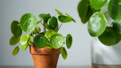 How To Propagate A Chinese Money Plant - A-Z Animals