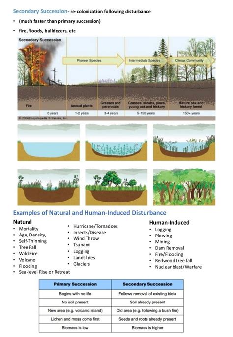 Ecological succession | Ecological succession, Ecology, Secondary succession