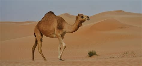 9 Amazing Adaptations of Desert Animals | GVI | GVI