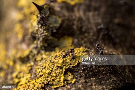 133 Ants And Fungi Stock Photos, High-Res Pictures, and Images - Getty ...