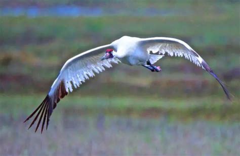 Whooping Crane - Description, Habitat, Image, Diet, and Interesting Facts