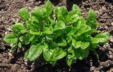 The Ultimate Spinach Growing Guide