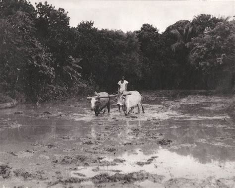 Farmer in Muddy Field with Oxen - Vintage Agricultural Photograph, India, 1940's - Old Indian Photos