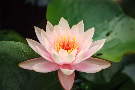 Lotus Flower Plant - Free photo on Pixabay - Pixabay