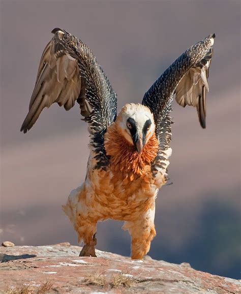 ️ ༻ ༺ The Bearded Vulture (Gypaetus Barbatus), also known as the ...