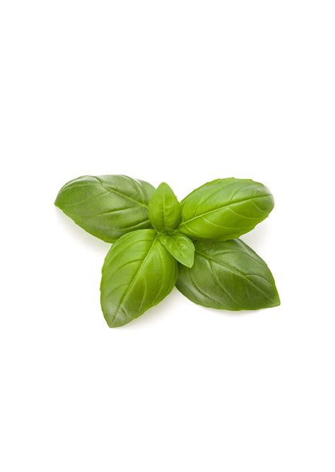 Basil Green – Bottanika