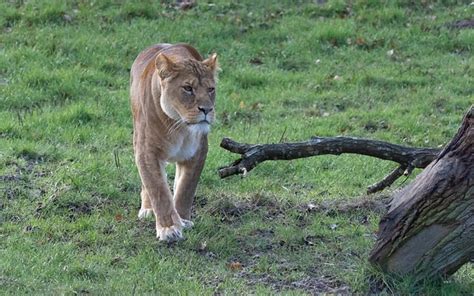 Lioness Mother Hunter - Free photo on Pixabay - Pixabay