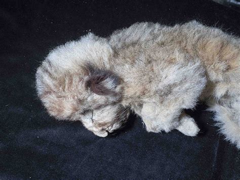 Stunning pictures of the world’s only uniquely preserved cave lion cubs ...