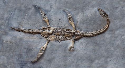 Plesiosaur fossil - Stock Image - C030/0740 - Science Photo Library