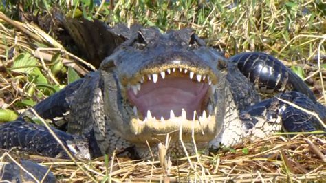 Gator Bait Airboat Adventures - YouTube