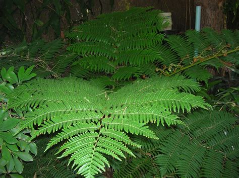 Recregarden: CYATHEA COOPERI