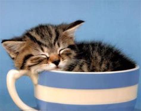 21 Pictures of Cats Looking Cute in Cups