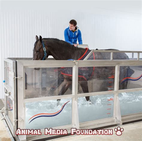 What are the benefits of hydrotherapy for dogs? - Animal Media Foundation