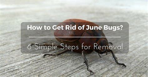 June Bug | Introduction, Life Cycle & Remedies