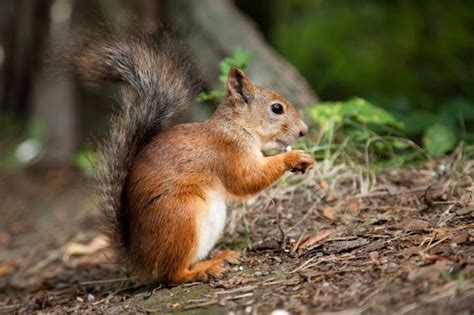 German Squirrel - the red one so nice | Eichhörnchen