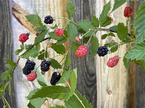 Wild Blackberry Bushes