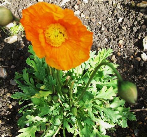 Papaver nudicaule iceland poppy 'Garden Gnome' : Grows on You