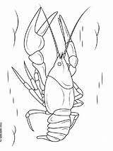 Crayfish Coloring Page sketch template