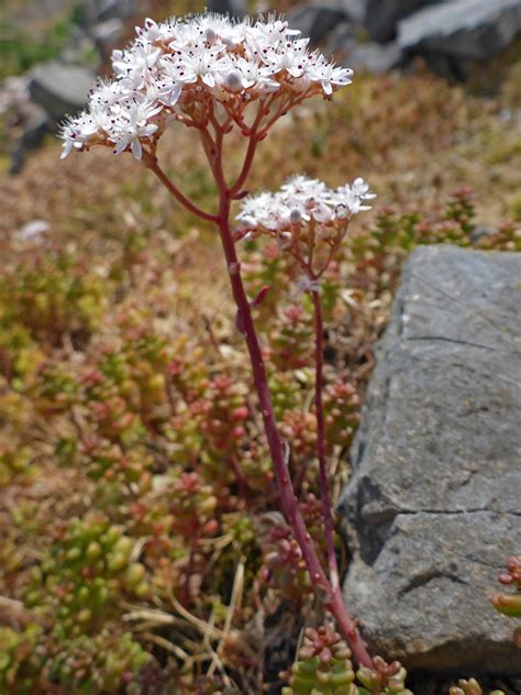 Photographs of Sedum Album, UK Wildflowers; Branched inflorescence