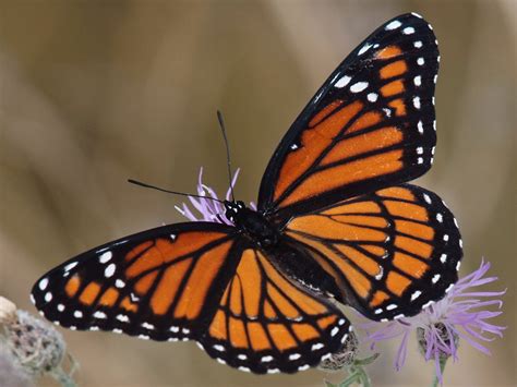 Capt Mondo's Photo Blog » Blog Archive » Trip to Tommy Thompson Park: Viceroy Butterflies