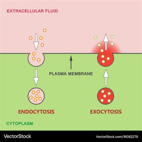 Venn Diagram Of Endocytosis And Exocytosis