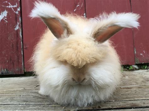 Angora Rabbit Colors - Treen Acres Rabbitry