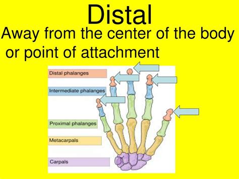 PPT - Chapter 1 Introduction to Anatomy PowerPoint Presentation, free ...