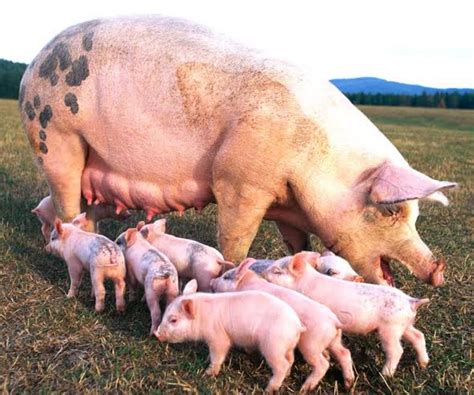 How To Start Pig Farming Business (Complete Guide) | Infoleading