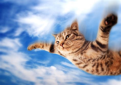 The cat in the sky : r/CoopAndPabloPlayHouse