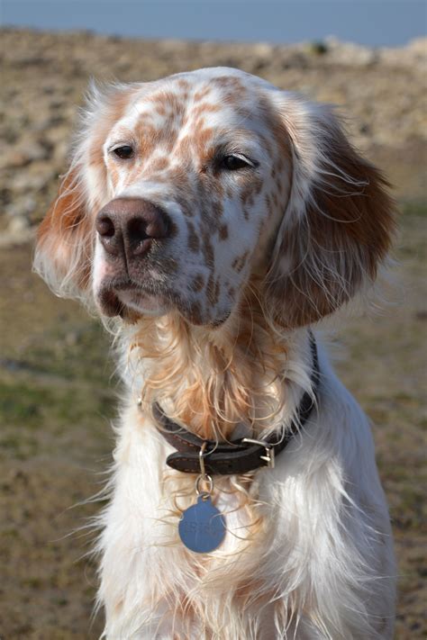 Irish English Setter | English setter dogs, Beautiful dogs, Pretty dogs