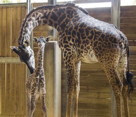 Standing at 6’4”, Brevard Zoo’s newest addition is the tallest Masai Giraffe ever born at the ...