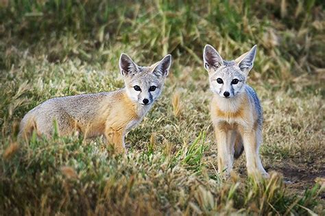 San Joaquin Kit Fox: Endangered | Fox habitat, Kit fox, Fox