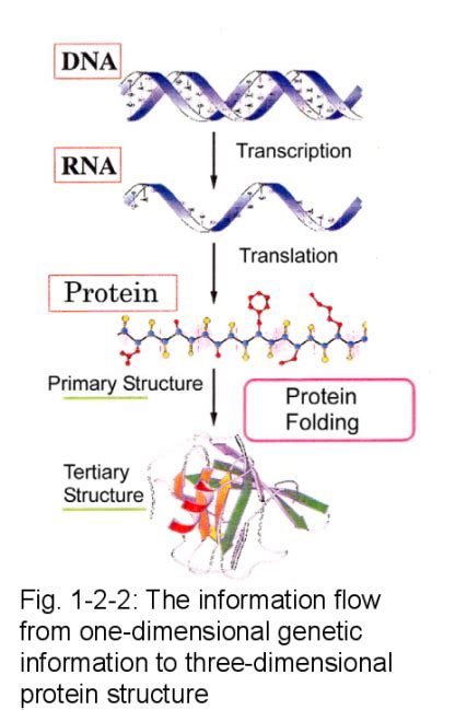 PROTEIN FOLDING | Wei’s NotePad