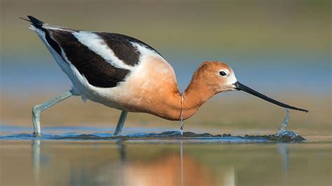 American Avocet | Audubon Field Guide