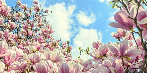 Magnolia Tree Zone 4: What you Need to Know - GFL Outdoors