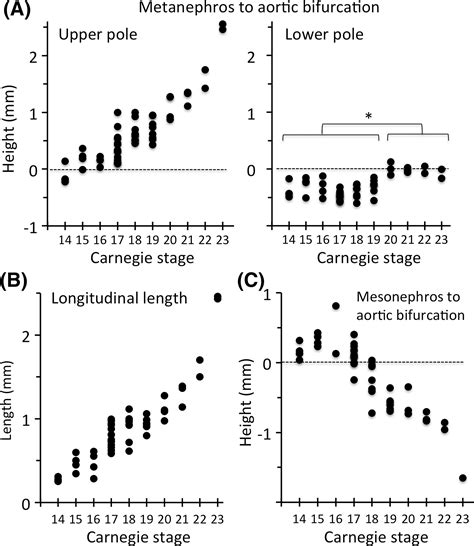 Spatial Relationship Between the Metanephros and Adjacent Organs According to the Carnegie Stage ...