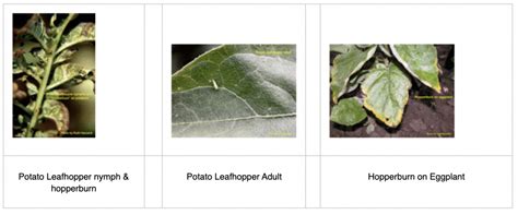 Potato Leafhopper | Integrated Pest Management