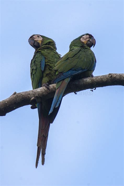 Chestnut-fronted Macaw - Manu NP_9019 | Francesco Veronesi | Flickr