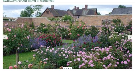 David Austin’s Rose Garden Centre displaying garden roses in Albrighton, UK | Flirty Fleurs The ...