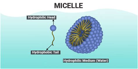 Micelle - Reverse Micelles | Supercells | Applications of Micelle