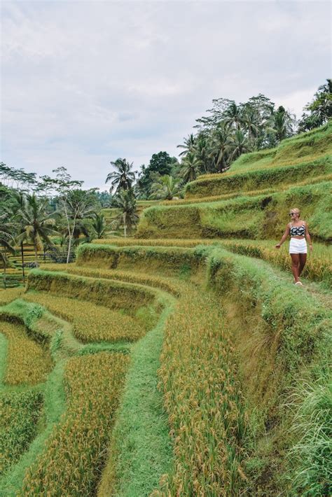 Tegalalang Rice Terrace In Ubud: The ULTIMATE Guide