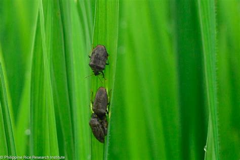 Lunar cycle affects rice black bug; expert advises rice farmers