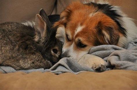 Dog and Bunny Are Best Friends | Cute animals puppies, Dog friends, Unlikely animal friends