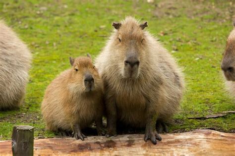 Capybara - Animals Around The Globe